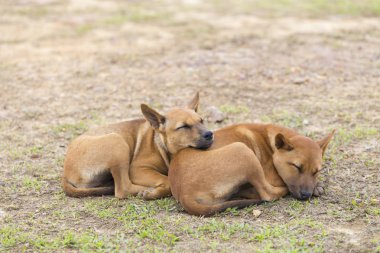 iki köpek yere yeşil üzerinde uyuyor