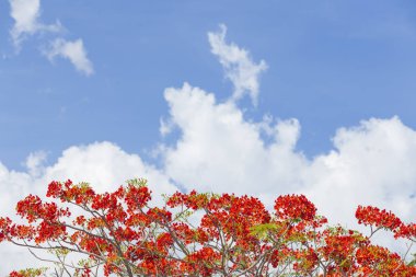 Royal Poinciana güzel mavi gökyüzü