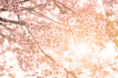 vahşi Himalaya kiraz