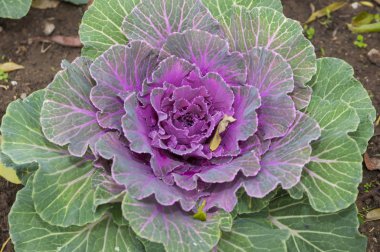 yakın bitkisel hayatta kış tesisleri