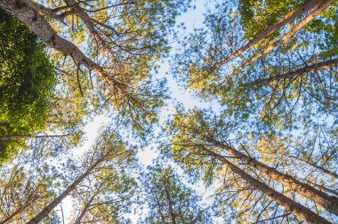 Çam ağacı üst görünüm select odak üzerinde