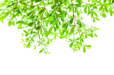 seçici odak ile yaprak yeşil arka plan