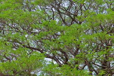 Ormanda yeşil yapraklar