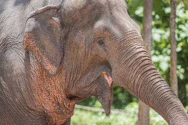 Onun burnu fil gösterir 
