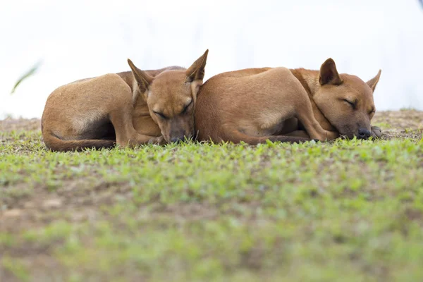 Katta uyuyan iki köpek — Stok fotoğraf