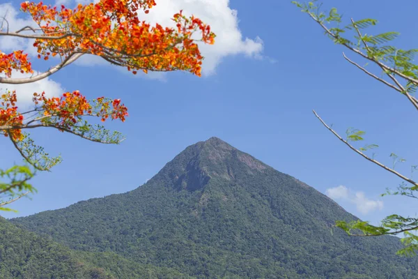 Real Poinciana hermoso cielo azul — Foto de Stock