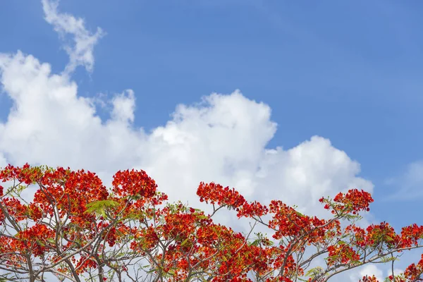 Royal Poinciana güzel mavi gökyüzü