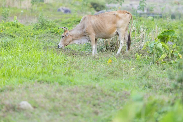 Vacas comem grama para alimentar a manhã . — Fotografia de Stock