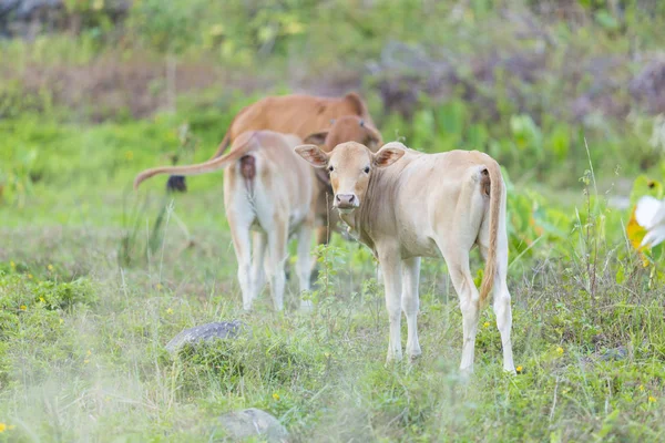 İnekler ot sabah beslemek için yemek. — Stok fotoğraf