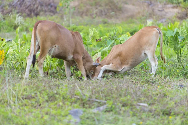 Sabahları inek savaş — Stok fotoğraf