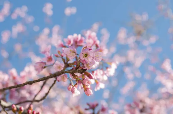 クローズ アップ野生ヒマラヤの青い空と桜 — ストック写真