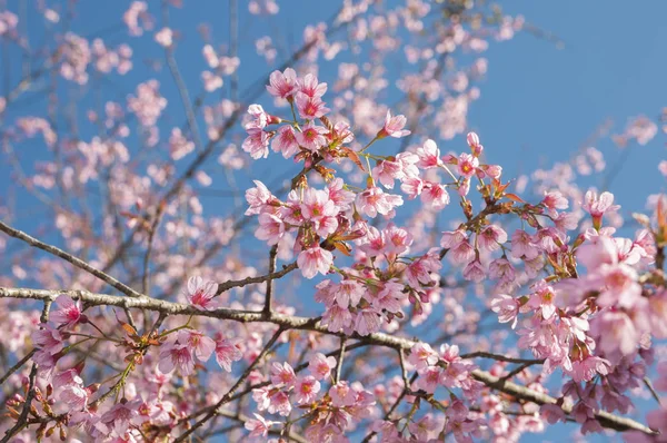 Cereza himalaya salvaje de primer plano con cielo azul —  Fotos de Stock