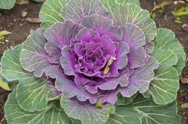 Close up Les légumes sont des plantes d'hiver — Photo