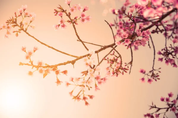 ビンテージ野生ヒマラヤ桜 — ストック写真