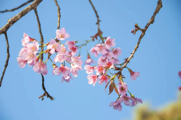 野生のヒマラヤの青い空と桜 — ストック写真