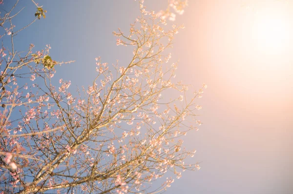 野生のヒマラヤ桜を背景のぼかし — ストック写真