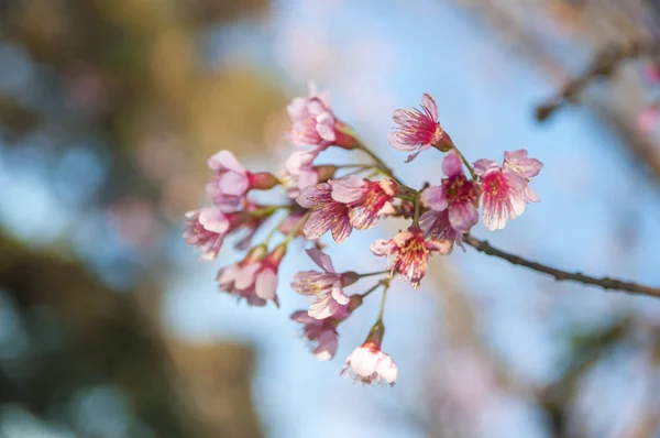 Дикі Гімалайський Вишневе цвітіння весни — стокове фото