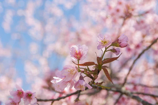 Flor de primavera de cerezo del Himalaya salvaje — Foto de Stock