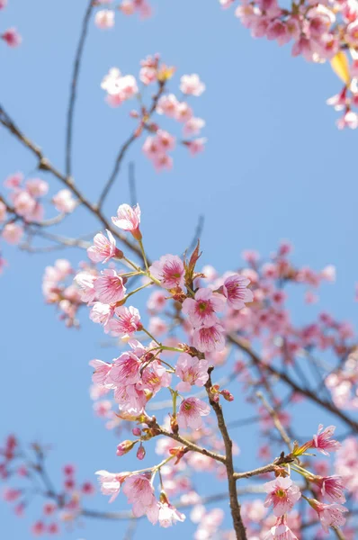Flor de primavera de cerezo del Himalaya salvaje —  Fotos de Stock