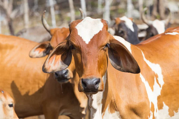 Cows standing in the paddock — Stock Photo, Image