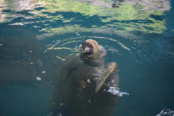 Güzel deniz kaplumbağası suda yüzmek — Stok fotoğraf