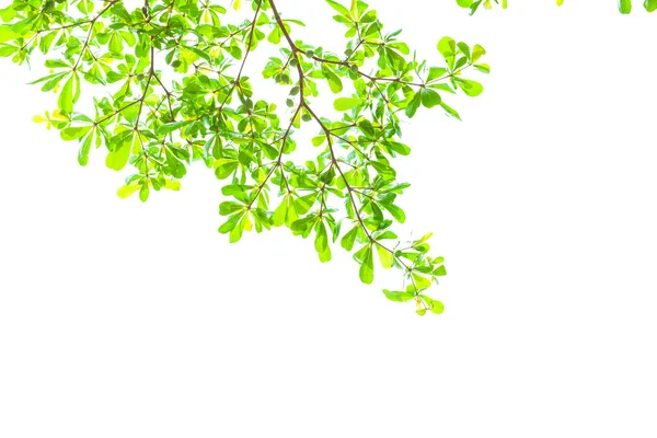 Leaf green background with selective focus Royalty Free Stock Images