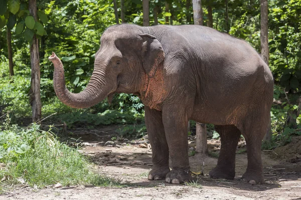 Elefant zeigt seine Schnauze lizenzfreie Stockfotos