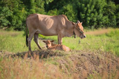 Çayır arka plan ön bant anne ve çocuk