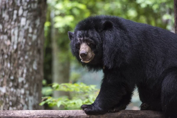 Чорний ведмідь, відпочиваючи на дереві — стокове фото
