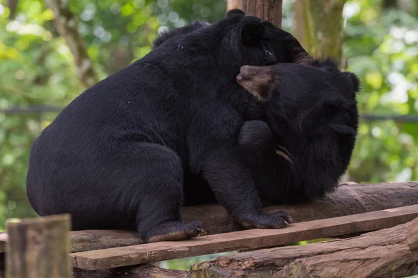 Iki siyah ayılar mücadele — Stok fotoğraf
