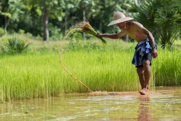 Agricultor plantando arroz en la temporada de lluvias — Foto de Stock