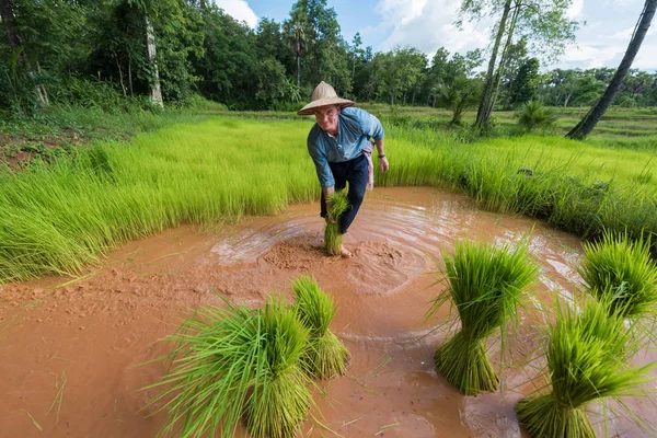 Agricultor plantando arroz en la temporada de lluvias — Foto de Stock