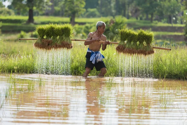 Agricultor plantando arroz en la temporada de lluvias — Foto de Stock