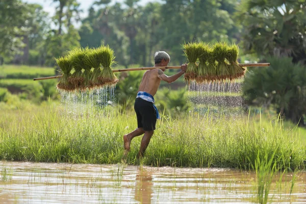 Agricultor plantando arroz en la temporada de lluvias — Foto de Stock