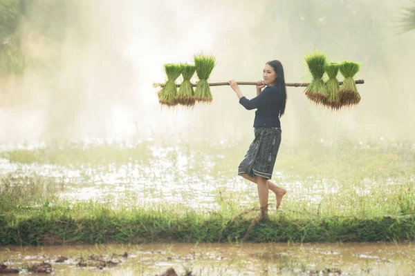 Agricultor plantando arroz en la temporada de lluvias — Foto de Stock