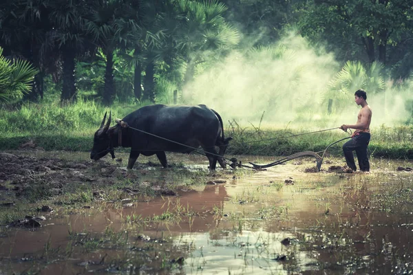Asiático agricultor con su búfalo — Foto de Stock