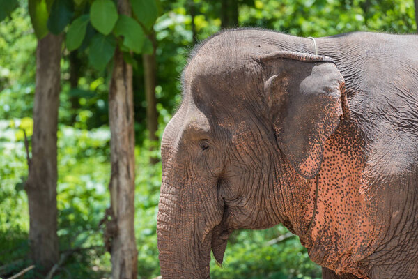 elephant shows his snout