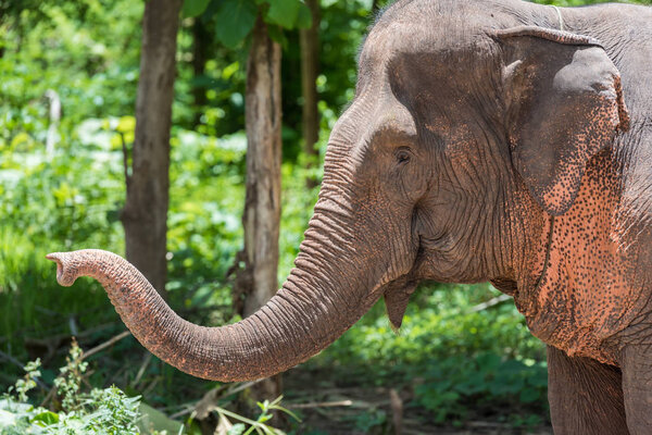 elephant shows his snout