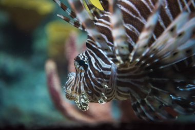 Ortak lionfish esneme Pterois mil