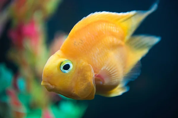  Deniz balıkları Tayland at okyanus altında kapatın
