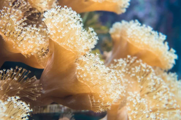 mantar Mercan Denizi