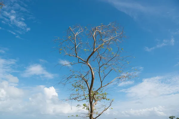 Abgestorbene Bäume mit blauem Himmel — Stockfoto