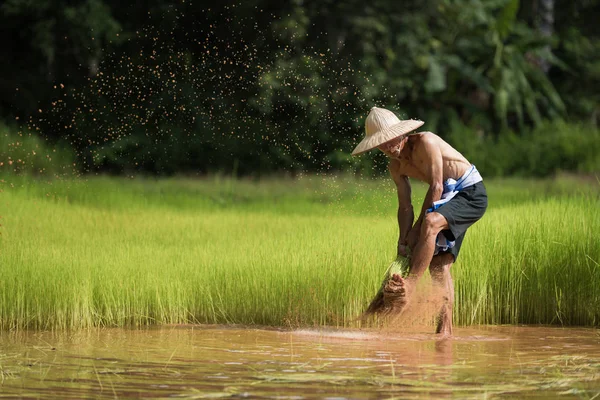 Agricultor plantando arroz en la temporada de lluvias — Foto de Stock