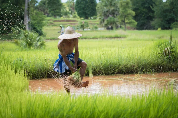 Agricultor plantando arroz en la temporada de lluvias — Foto de Stock