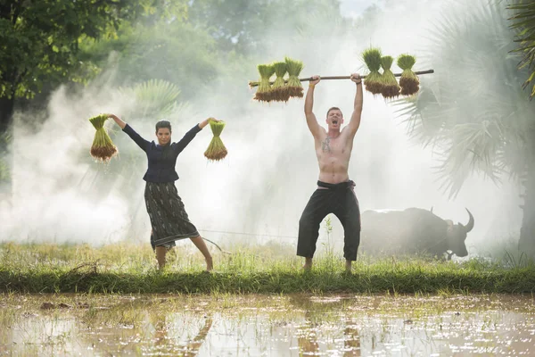 Agricultor plantando arroz en la temporada de lluvias — Foto de Stock