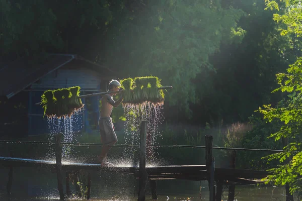 Çiftçi yağmur mevsiminde pirinç ekiyor