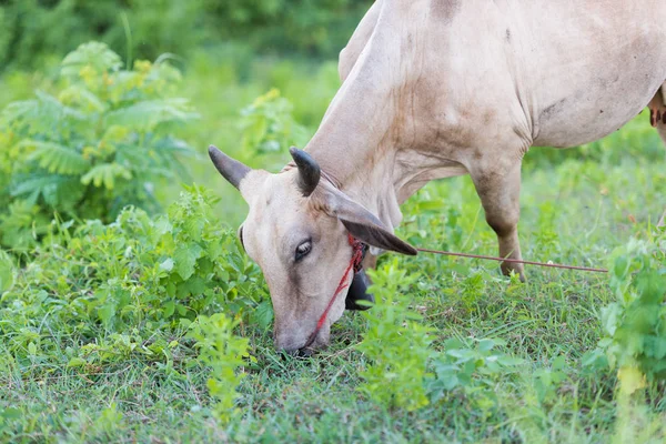 İnekler ot sabah beslemek için yemek. — Stok fotoğraf