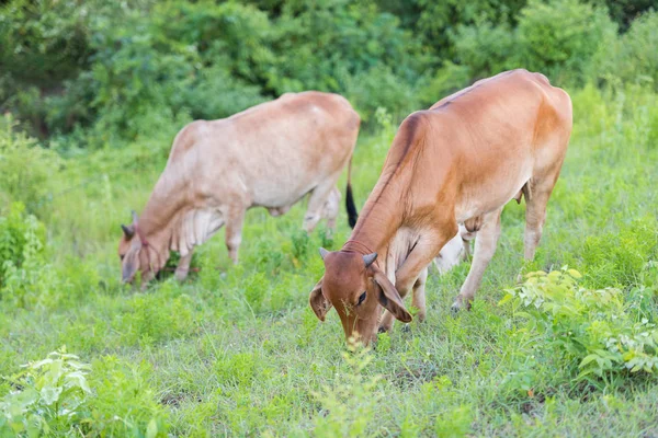 Cows eat grass to feed the morning. — Stock Photo, Image