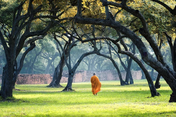 Monk ayutthaya, eski duvar ile alan ormanda yürüyüş