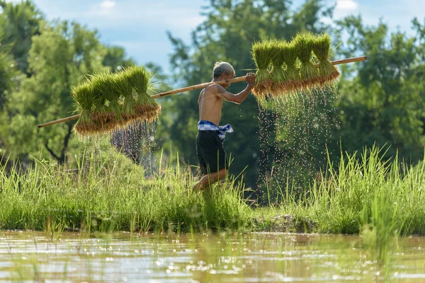 Agricultor plantando arroz en la temporada de lluvias — Foto de Stock